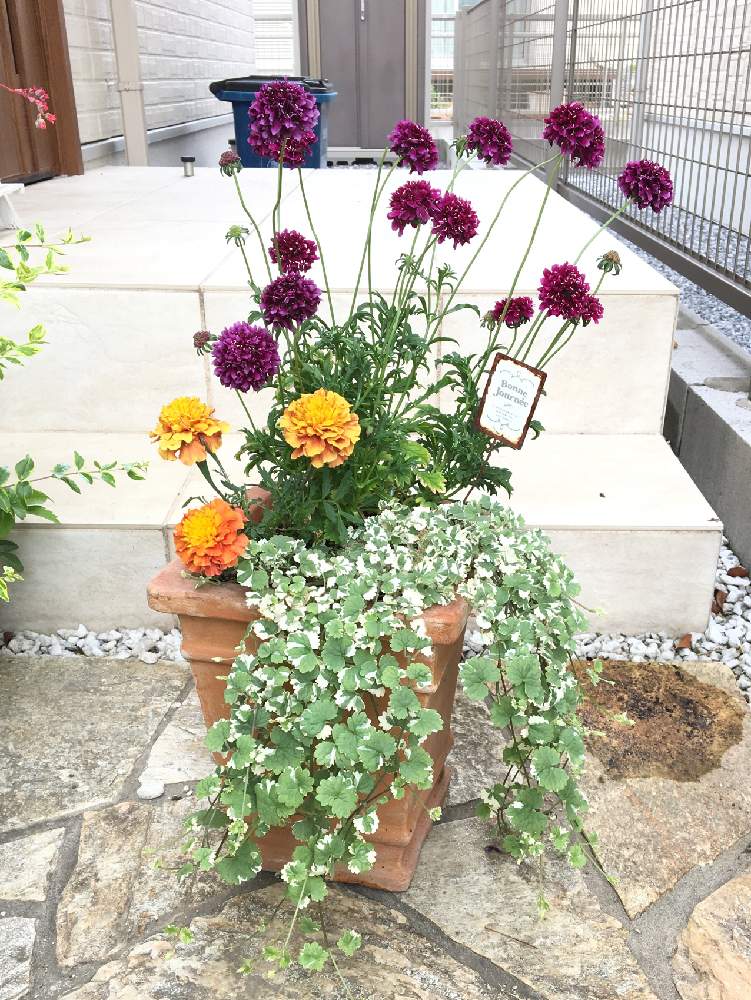 グレコマの投稿画像 By ゆうさん マリーゴールドとグレコマバリエガータとスカンビオサ ジェラートブルーベリーと寄せ植え 19月5月30日 Greensnap グリーンスナップ