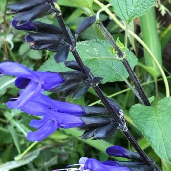 ナスみたいの投稿画像一覧 Greensnap グリーンスナップ