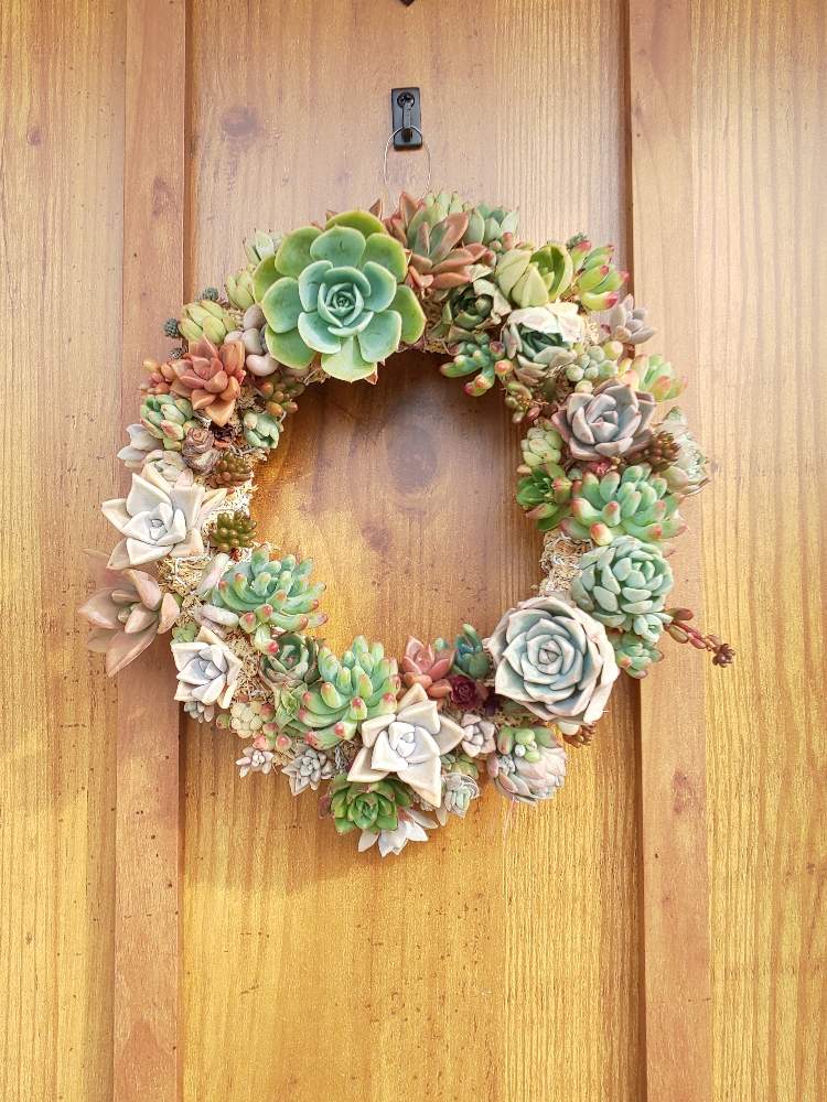 Mini植物展の投稿画像 By さん 多肉植物と多肉男子と玄関ドアとgs映えとminiと多肉リース寄せとリースと花のある暮らしと家庭菜園奮闘日記とgreen Up 19月5月30日 Greensnap グリーンスナップ