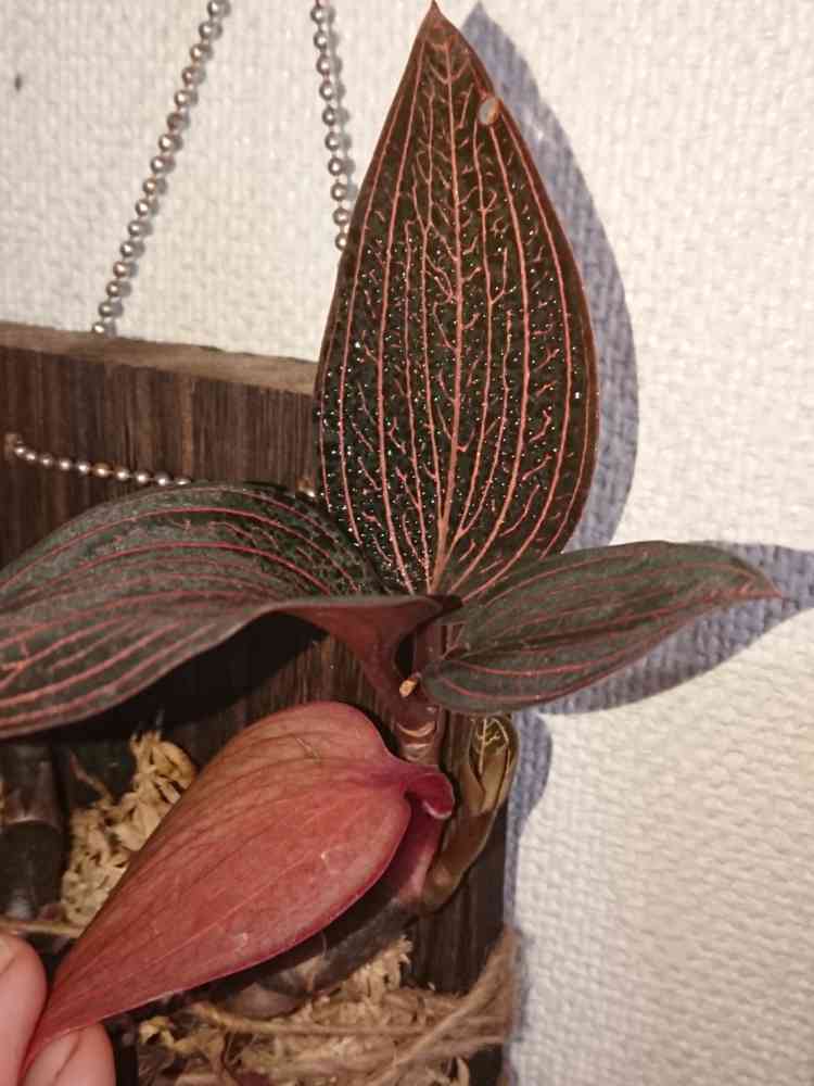 アネクトキルス・ロクスバギーの一覧|🍀GreenSnap(グリーン アネクトキルス・ロクスバギーの一覧|🍀GreenSnap(グリーン