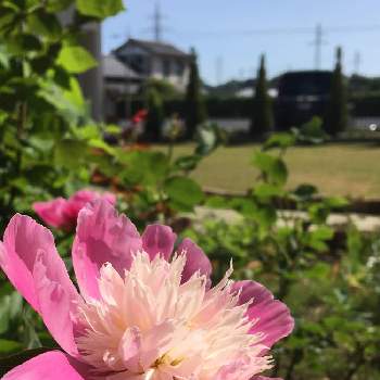 初開花✨の画像 by ダイアナ☆さん | 広い庭と初開花✨と2019とピンクと可愛い〜♡とキレイと花のある暮らし