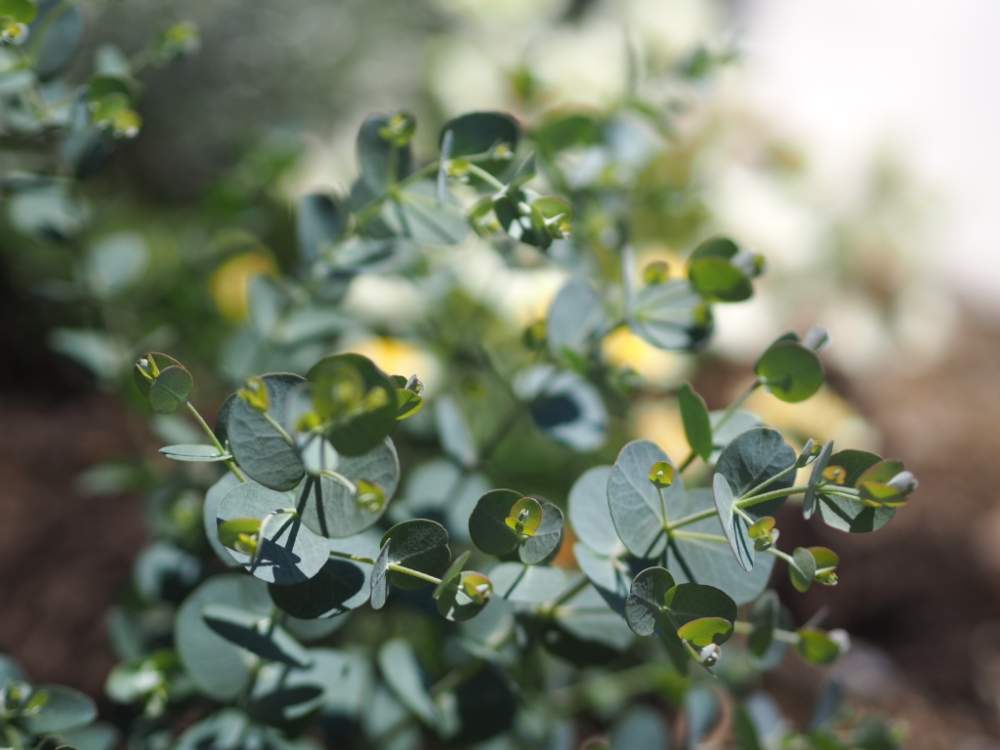 ユーカリグニーの投稿画像 By Haruさん ユーカリグニー とユーカリの木と花壇とgs映えとハーブと花のある暮らしとgreen Up と地植え 19月5月30日 Greensnap グリーンスナップ