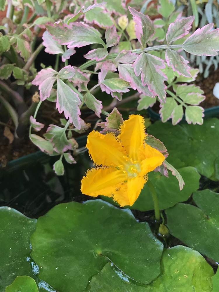 斑入りせりの投稿画像 By ことりさん アサザとアサザ 夕日とビオトープと水生植物と睡蓮鉢と花のある暮らしとメダカと斑入り 19月5月30日 Greensnap グリーンスナップ