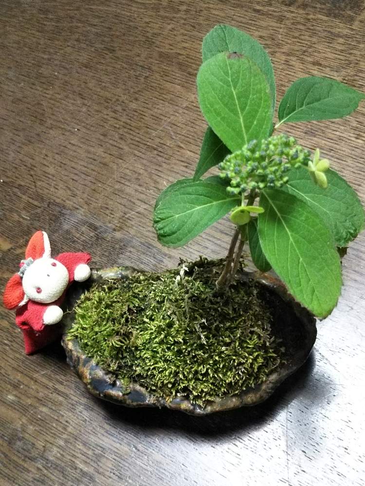 ミニ盆栽の投稿画像 By Kokiaさん 紫陽花 アジサイ あじさいと花のある暮らしと和の趣 19月5月30日 Greensnap グリーンスナップ