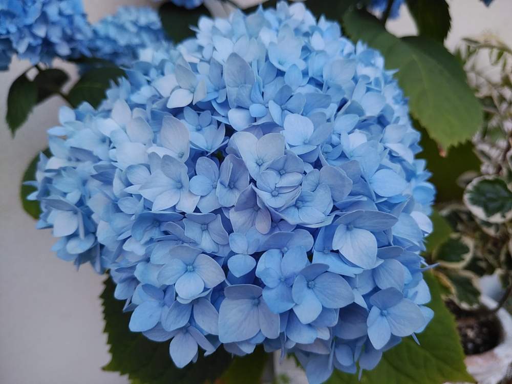アジサイの投稿画像 By 96さん 紫陽花 エンドレスサマーとブルー系と紫陽花 エンドレスサマーと半日陰と紫陽花 アジサイ あじさいとかわいいな と あじさい19 フォトコンテスト 19月5月30日 Greensnap グリーンスナップ