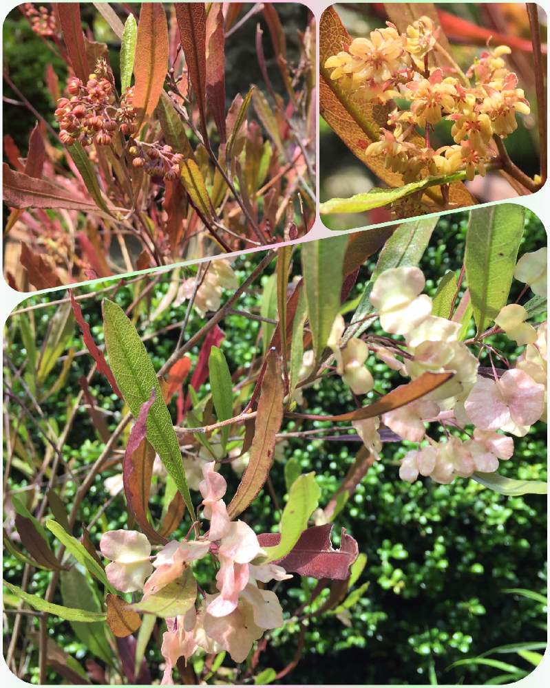 庭の鉢植えの投稿画像 By 美野美谷さん ドドナエア プルプレア 花とドドナエア とドドナエア プルプレア 19月5月30日 Greensnap グリーンスナップ