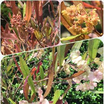 ドドナエア プルプレア 花の投稿画像一覧 Greensnap グリーンスナップ