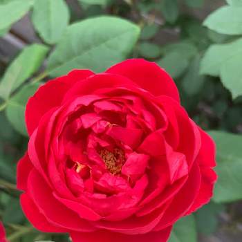 バラの花壇の画像 by aiaiさん | 広い庭とばら バラ 薔薇とカインズバラコンテスト2019とベンジヤミンブリテンとバラの季節と最後の一輪とお庭の花たちとバラの花壇と花のある暮らしとバラの地植え