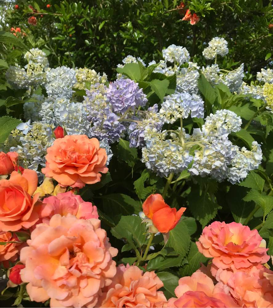 紫陽花 アジサイ あじさいの投稿画像 By ちかさん オレンジとばら バラ 薔薇 19月5月30日 Greensnap グリーンスナップ