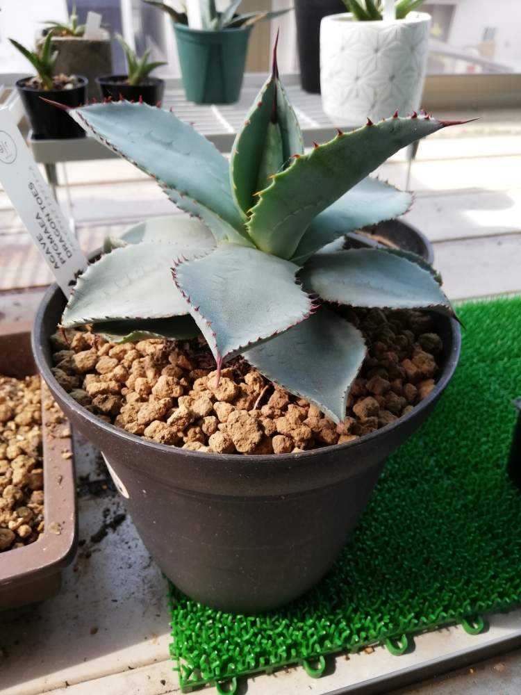 アガベ ドラゴントゥース｜🍀GreenSnap（グリーンスナップ）