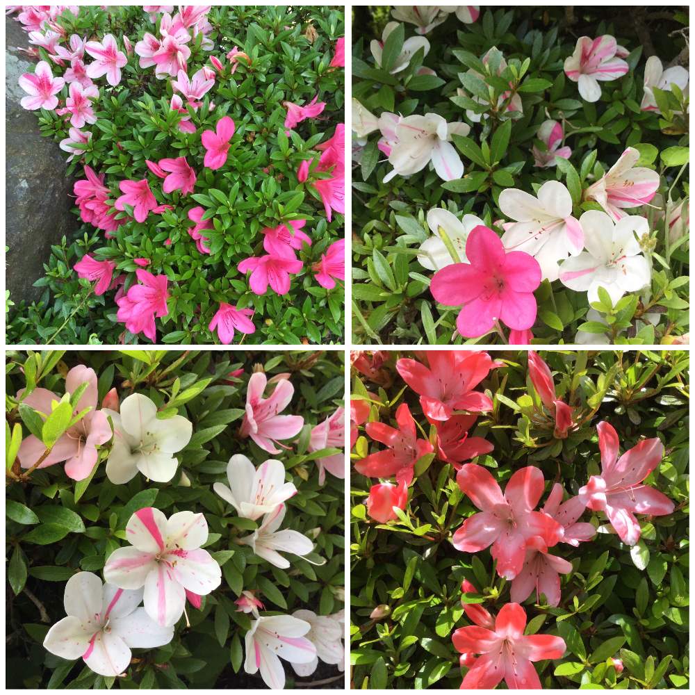 サツキの投稿画像 By んももさん 春真っ盛りと薄桃色の花と葉の美しさと山野草と源平咲きとサーモンピンク色の花と赤い花とピンク色の花と濃いピンクの花 と白い花 19月5月31日 Greensnap グリーンスナップ