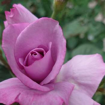 艷やの画像 by sawaさん | 広い庭とバラ マダムヴィオレと花のある暮らしとバラ好きと美しい♡と艷や