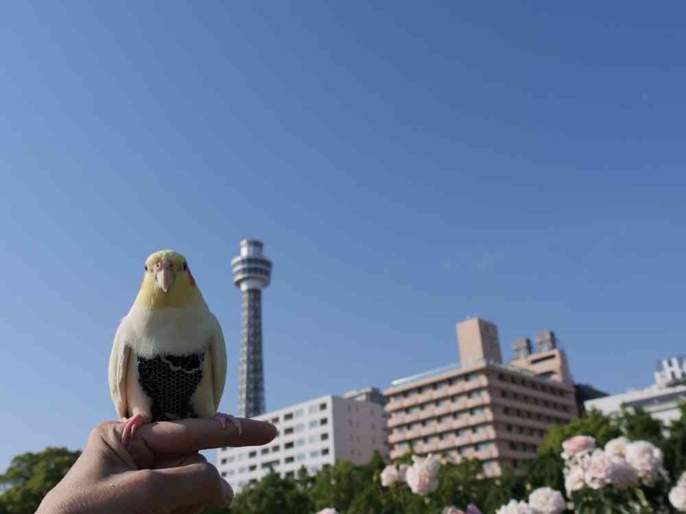 ゆず花さんの山下公園への投稿