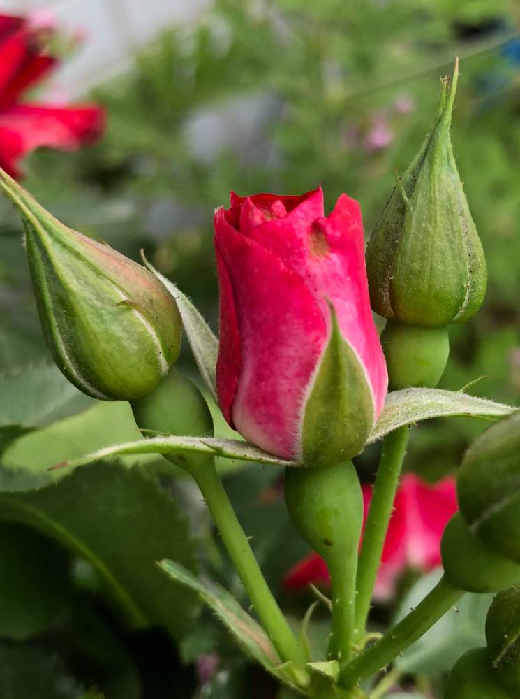 バラの投稿画像 By まきちゃんさん 薔薇と薔薇の蕾と日当たり良好バルコニーと鉢植えと花のある暮らしと薔薇のつぼみと赤いバラ 19月5月31日 Greensnap グリーンスナップ