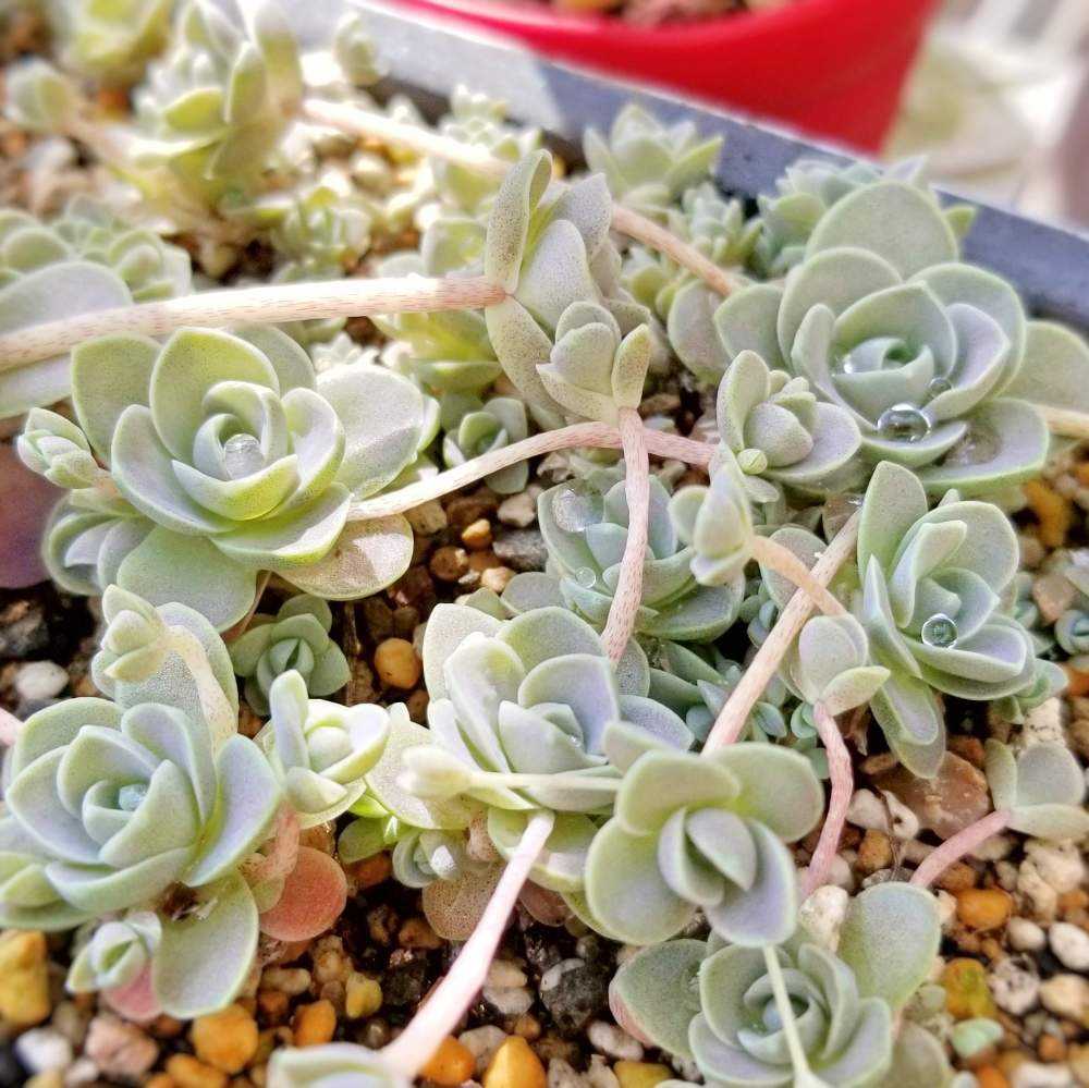 子持ち蓮華成長記録|🍀GreenSnap(グリーンスナップ) 子持ち蓮華成長記録|🍀GreenSnap(グリーンスナップ)