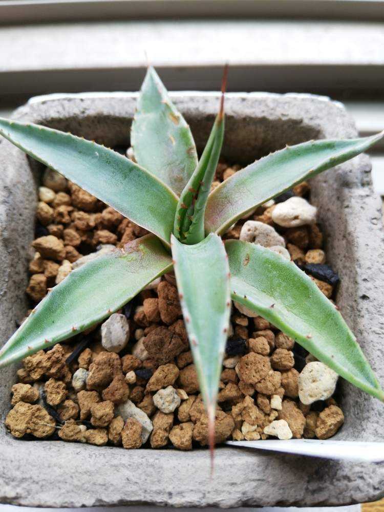 アガベ モンタナ｜🍀GreenSnap（グリーンスナップ）