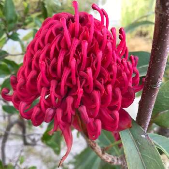 ワラタの投稿画像一覧 Greensnap グリーンスナップ