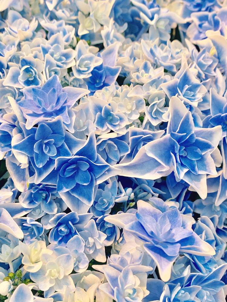 アジサイ コンペイトウ ブルーの投稿画像 By コキリさんちの庭 さん お出かけ先と青い花と紫陽花 アジサイ あじさい と花のある暮らしと青い花マニアと青い花と紫陽花 アジサイ あじさいと花のある暮らしと青い花マニア 19月5月31日 Greensnap グリーンスナップ