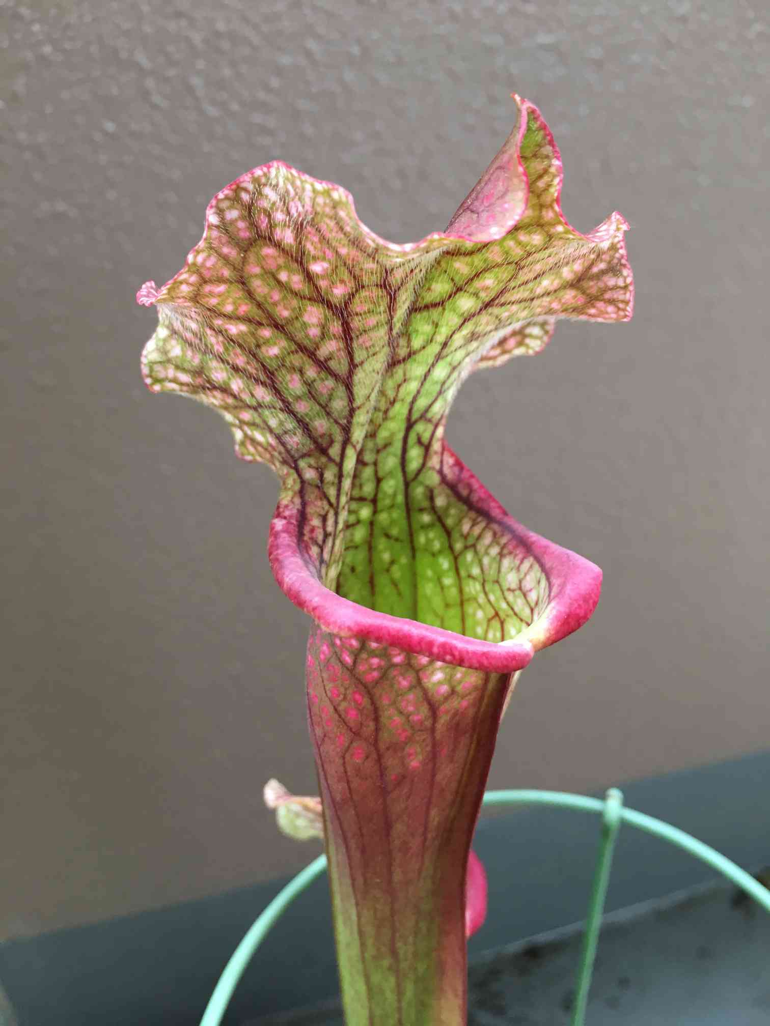 サラセニア 飛鳥　食虫植物 サラセニア 飛鳥16号 l 滋賀で楽しむ食虫植物 2