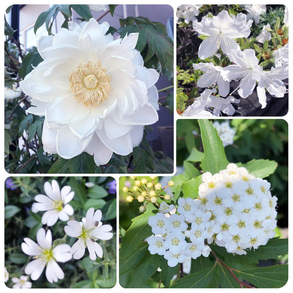 白い花の投稿画像 By まなさん 北海道と白い花大好き 19月5月31日 Greensnap グリーンスナップ