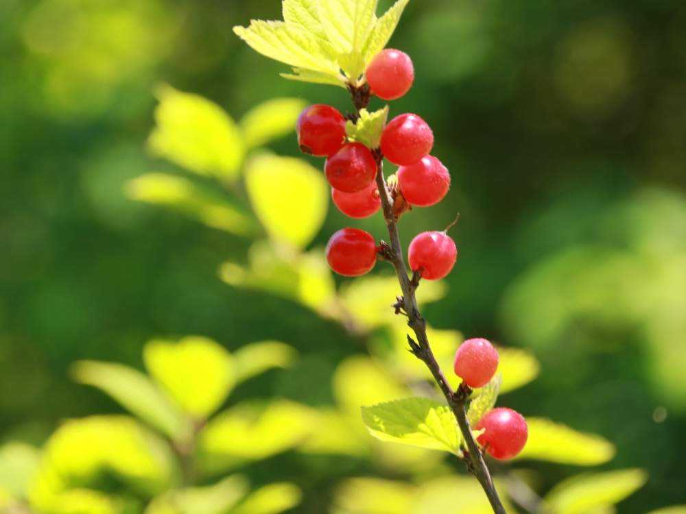 向島百花園の花巡りno 2 Greensnap グリーンスナップ