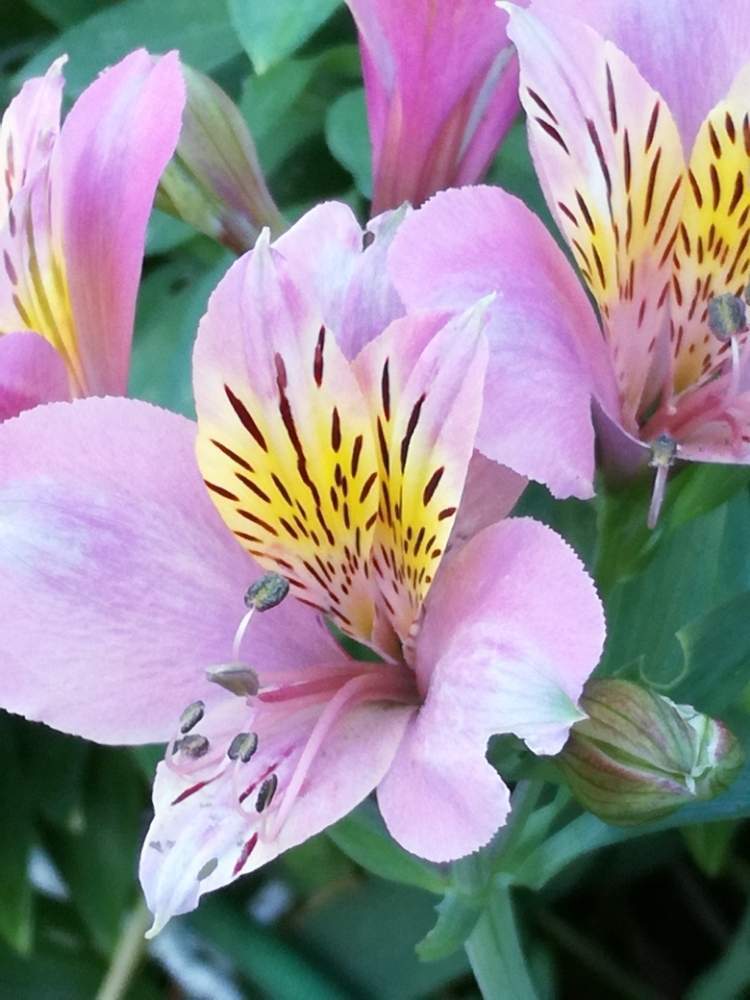 アストロメリアの投稿画像 By マーガレット黒川さん 百合水仙とインカの百合と花のある暮らしとピンク色の花と個性的 としべ好き 19月5月31日 Greensnap グリーンスナップ
