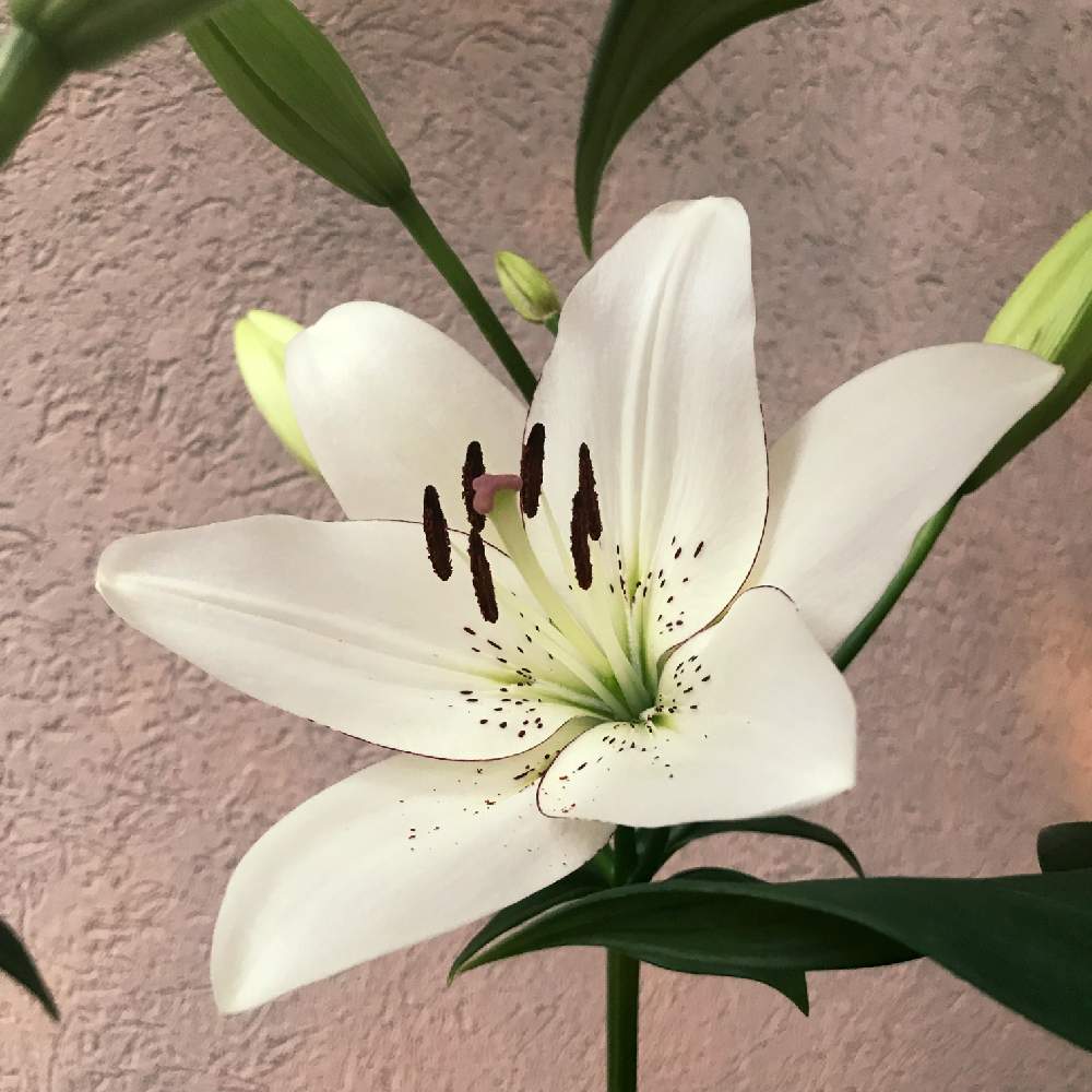 スカシユリ アイライナーの投稿画像 By Cookieさん 百合の花と相談と花のある暮らしと白い花大好きと白い花 19月5月31日 Greensnap グリーンスナップ