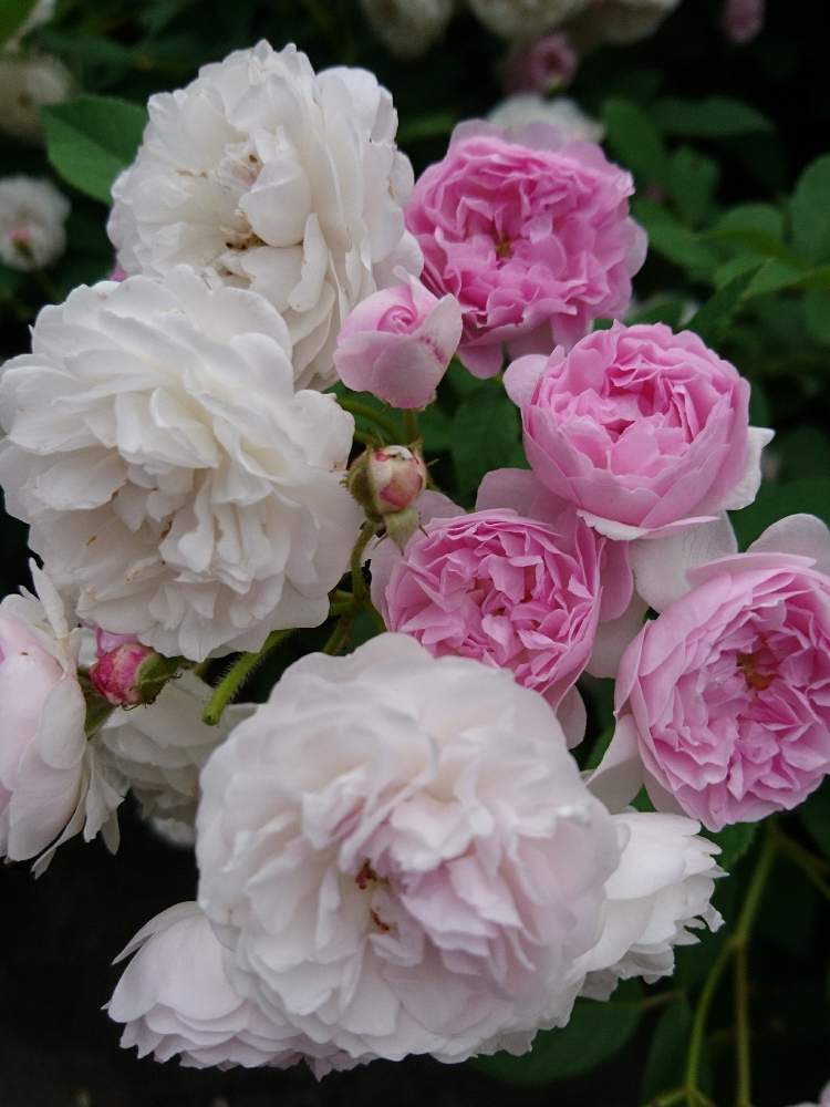実生ローズ 祐の投稿画像 By ちっちさんさん バラのある暮らしと薔薇のある暮らし とアスファルトの隙間からと花のある暮らしとちっちローズと実生ローズと 実生のバラ 19月5月31日 Greensnap グリーンスナップ