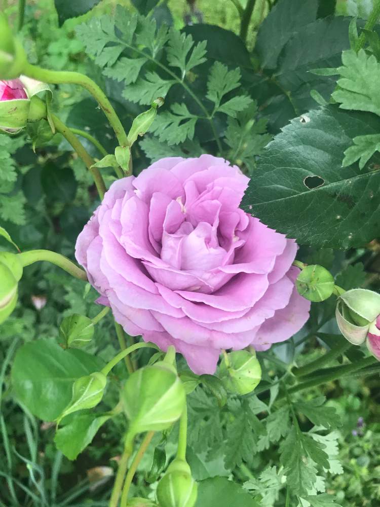シュナーベルの投稿画像 By 猫屋敷さん ばら バラ 薔薇と千葉県と花壇とナチュラルガーデンと紫のバラと植中毒と切花品種と花のある暮らしとバラ ミニバラとロザリアン 19月5月31日 Greensnap グリーンスナップ