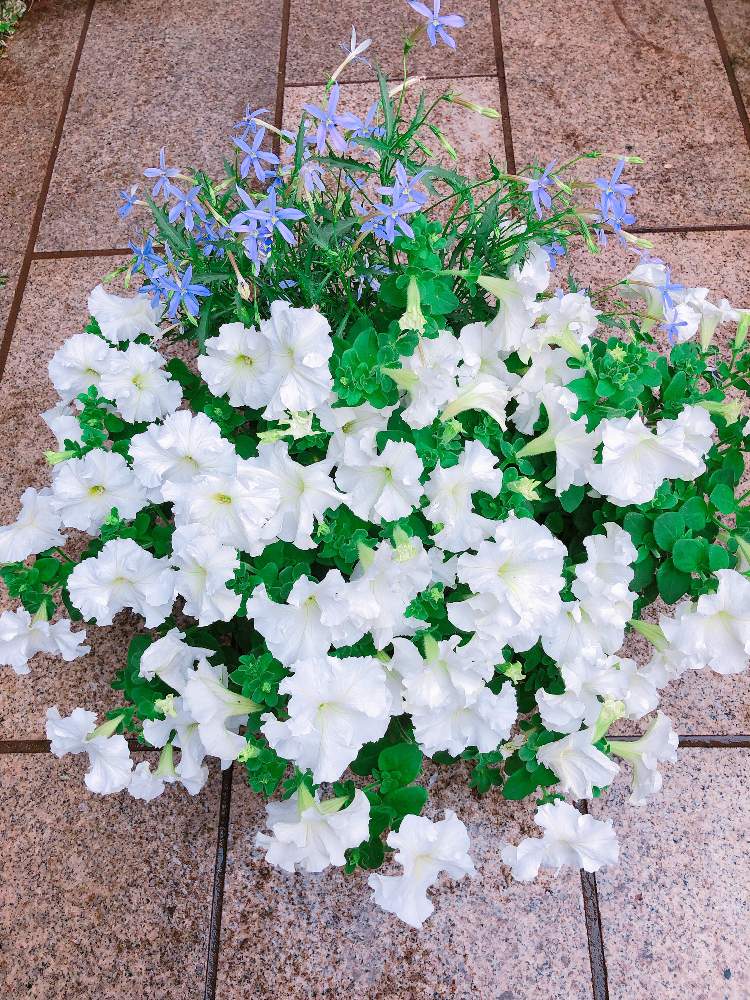 イソトマの投稿画像 By お花畑さん サフィニアと５月とムラサキの花と寄せ植えとお庭を彩るお花 樹木フォトコンと鉢植えと花 のある暮らしとかわいいな と白色の花 19月5月31日 Greensnap グリーンスナップ
