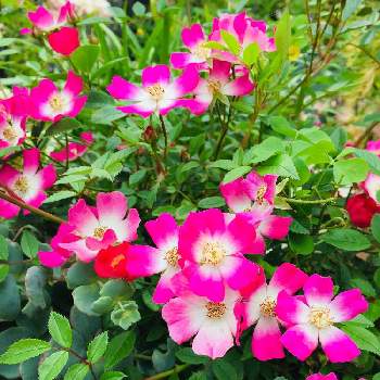 安曇野・バラの画像 by hiroさん | 小さな庭と我が家の庭とミニ薔薇と花のある暮らしと安曇野・バラ