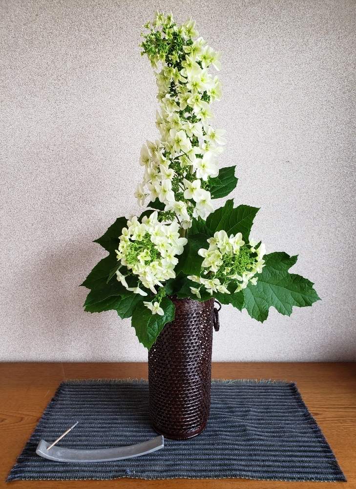 インテリアの投稿画像 By 和さん 玄関花と紫陽花 アジサイ あじさいとカシワバアジサイ と竹籠といけばなと花のある暮らしと玄関花と紫陽花 アジサイ あじさいとカシワバアジサイ と竹籠といけばなと花のある暮らし 19月6月1日 Greensnap グリーンスナップ