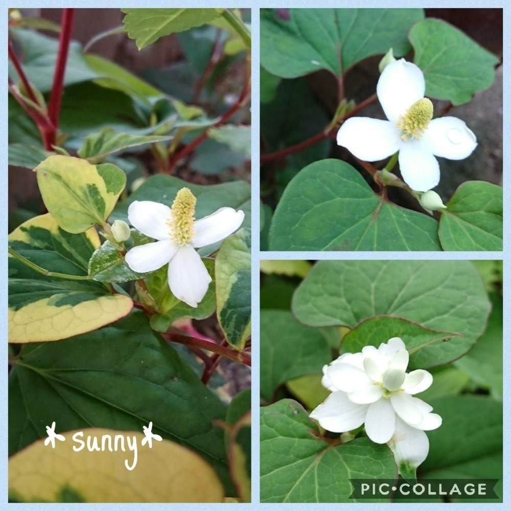 ドクダミの投稿画像 By Sunny さん 八重咲きドクダミと斑入りドクダミと花のある暮らしと植中毒としろいはな 19月6月1日 Greensnap グリーンスナップ