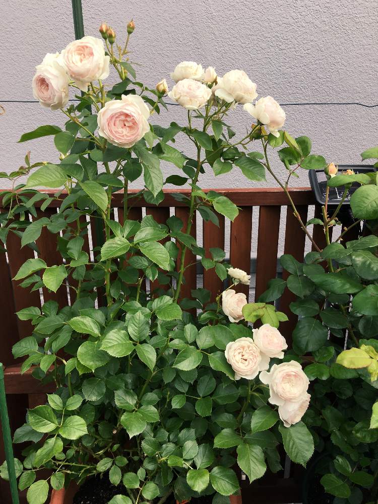 つるバラ クリスティアーナの投稿画像 By Kazuei Amiさん 鉢バラとバラ初心者とウッドデッキとつるバラとバラ ミニバラ 19月6月1日 Greensnap グリーンスナップ