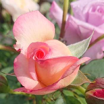 バラ ウェルビーインの画像 by sawaさん | 広い庭とバラ ウェルビーインと花のある暮らしとバラ好きと美しい♡とパラパラ咲くよ