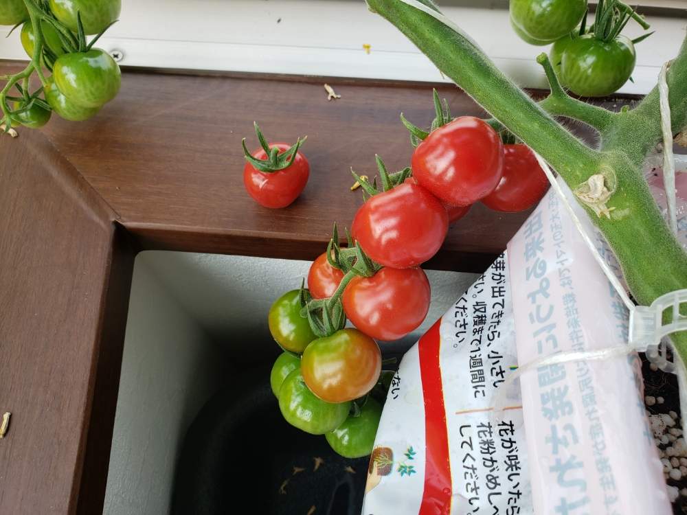 窓際ぷるるんトマト苗の栽培記録です Greensnap グリーンスナップ