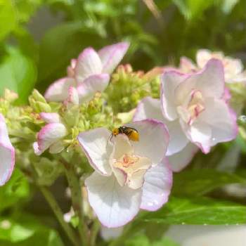 Keikoアジサイの投稿画像一覧 Greensnap グリーンスナップ