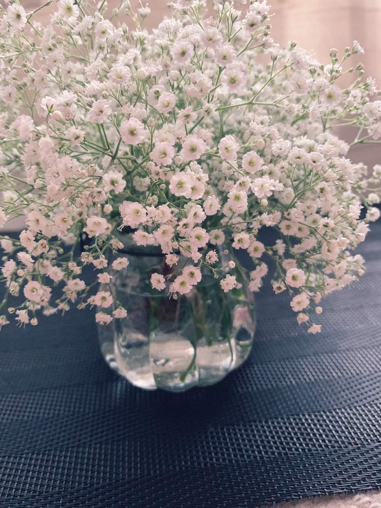 サマースパークレスの投稿画像 By 風鈴さん 宿寝かすみ草と可愛い と花のある暮らしと癒し とありがとう 19月6月 1日 Greensnap グリーンスナップ