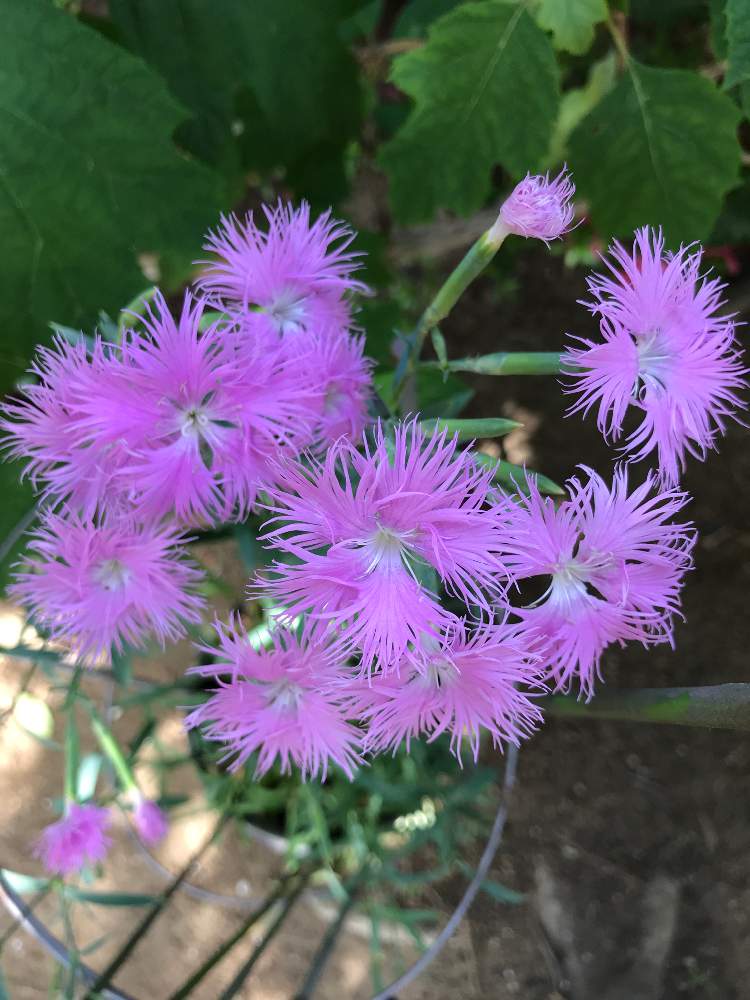 カワラナデシコ ヤマトナデシコ の投稿画像 By みみさん ピンクの花と花のある暮らし 19月6月1日 Greensnap グリーンスナップ
