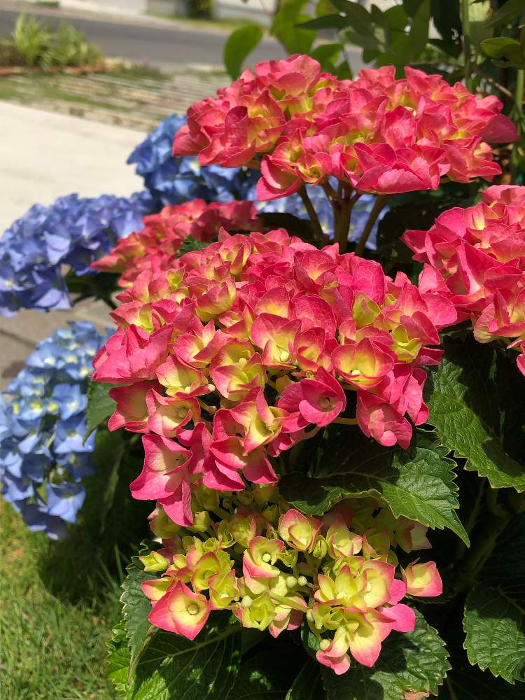 アジサイの投稿画像 By たちやさん ハイドランジアとアジサイ アドリアとアジサイ シティラインパリ 19月6月1日 Greensnap グリーンスナップ