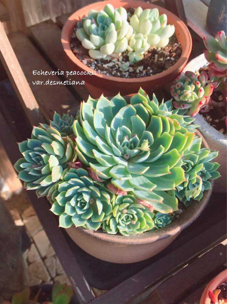 養老 ❁ 2020.3 完｜🍀GreenSnap（グリーンスナップ）