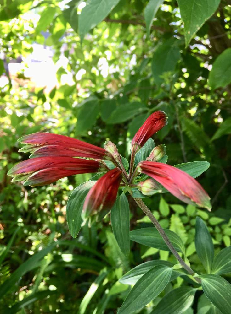 原種アルストロメリア プルケラの投稿画像 By せーらさん ６月の花と赤い花と近所と花のある暮らしと切り花と散策 19月6月1日 Greensnap グリーンスナップ