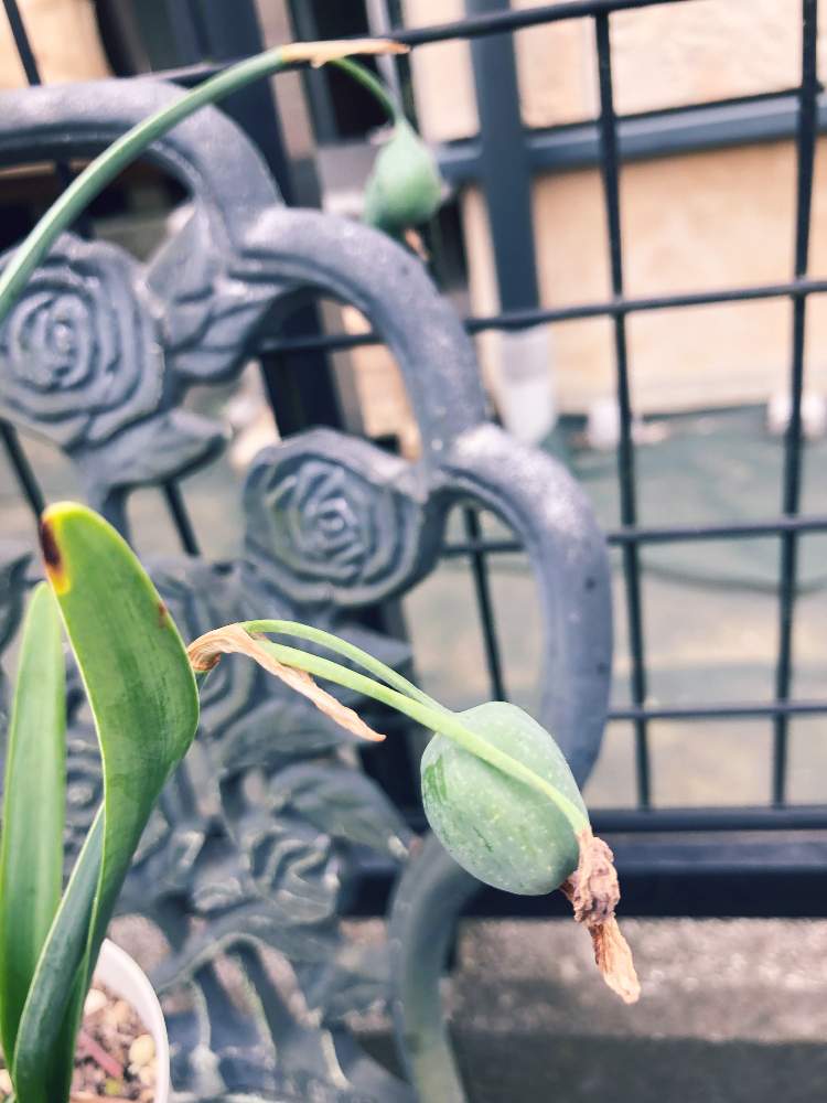 スノーフレークの投稿画像 By 花時計さん これは何 種ですか スノーフレークって球根だよね と相談と鉢植えと花のある暮らしと球根植物とgreen Up と地植え 19月6月1日 Greensnap グリーンスナップ