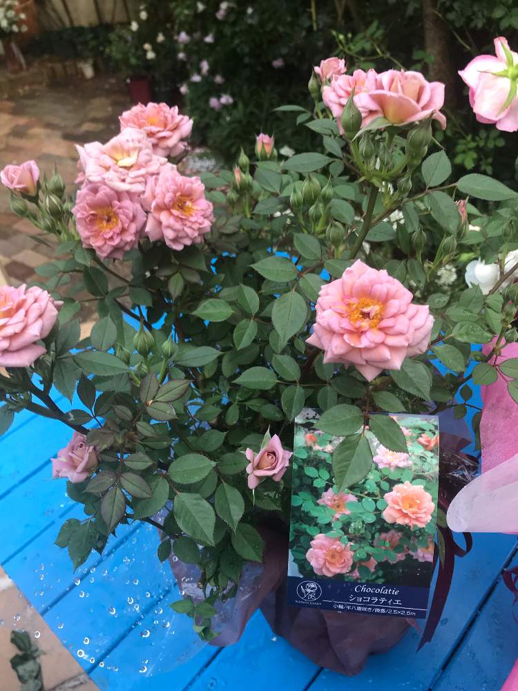 バラタニランの投稿画像 By ななちちさん 薔薇 ショコラティエと薔薇愛同盟と薔薇に魅せられてとななちちブルーとgs映えと植中毒とdiyと手づくりの庭と ガーデニングと花のある暮らしと薔薇 19月6月1日 Greensnap グリーンスナップ