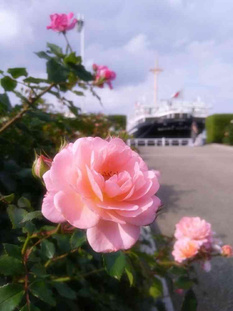 ©❁✿σ.γ‪α‬k‪α‬.❁✿さんの山下公園への投稿