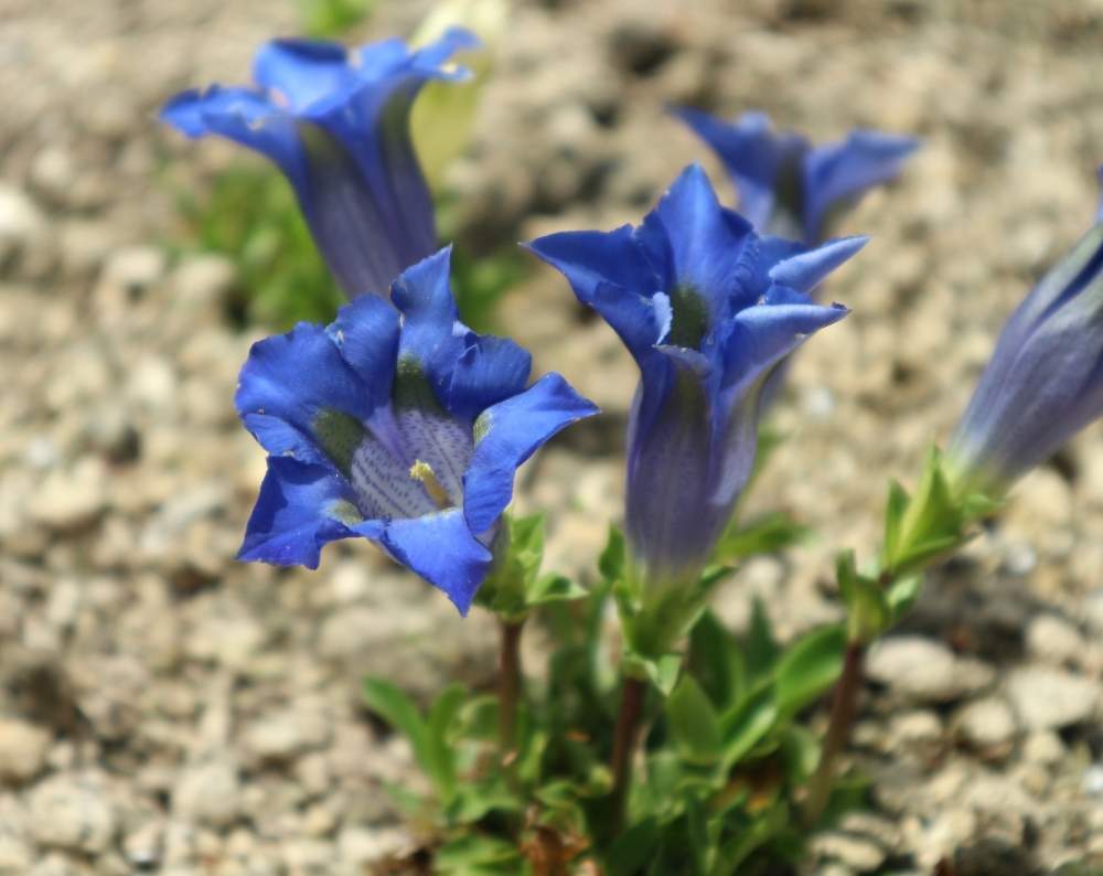 ゲンチアナ アングステイフォリアの投稿画像 By すえちゃんさん リンドウ科とカメラ女子と青い花と鮮やかな色とお散歩と小さな花と高山植物類とお出かけ先と リンドウ科とカメラ女子と青い花と鮮やかな色とお散歩と小さな花と高山植物類 19月6月1日 Greensnap