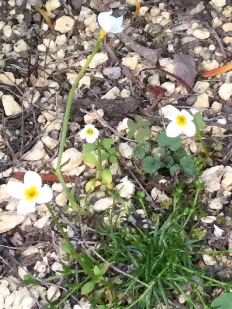 ヒナソウの投稿画像 By Emiさん 地植えと北海道と札幌と北向きガーデン 19月6月1日 Greensnap グリーンスナップ