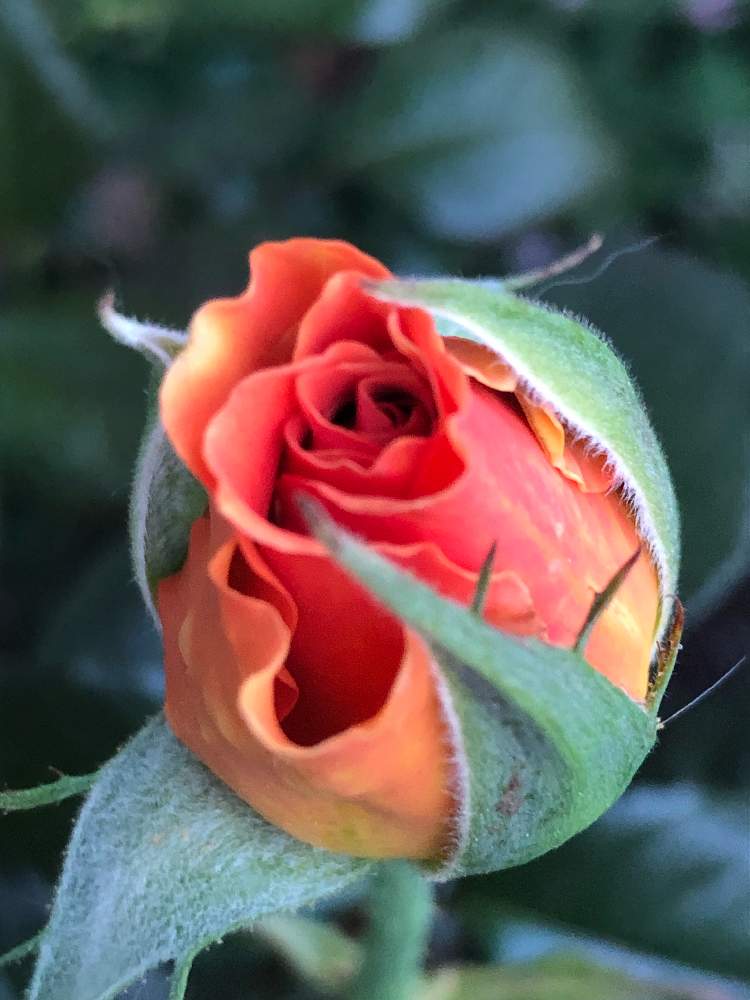薔薇の蕾の投稿画像 By まきちゃんさん バラと薔薇とオレンジの花と日当たり良好バルコニーと鉢植えと花のある暮らしと薔薇のつぼみ 19月6月1日 Greensnap グリーンスナップ