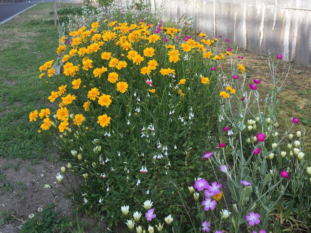 キンケイギクの投稿画像 By Gmさん チェリーセージとツルニチニチソウと花のある暮らしとウォーキング中に見つけた花とガザニアとお出かけ先と花のある暮らしとウォーキング中に見つけた花 19月6月1日 Greensnap グリーンスナップ Greensnap グリーン キンケイギクの投稿画像 By Gmさん チェリーセージとツルニチニチソウと花のある暮らしとウォーキング中に見つけた花とガザニアとお出かけ先と花のある暮らしとウォーキング中に見つけた花 19月6月1日 Greensnap グリーンスナップ Greensnap グリーン