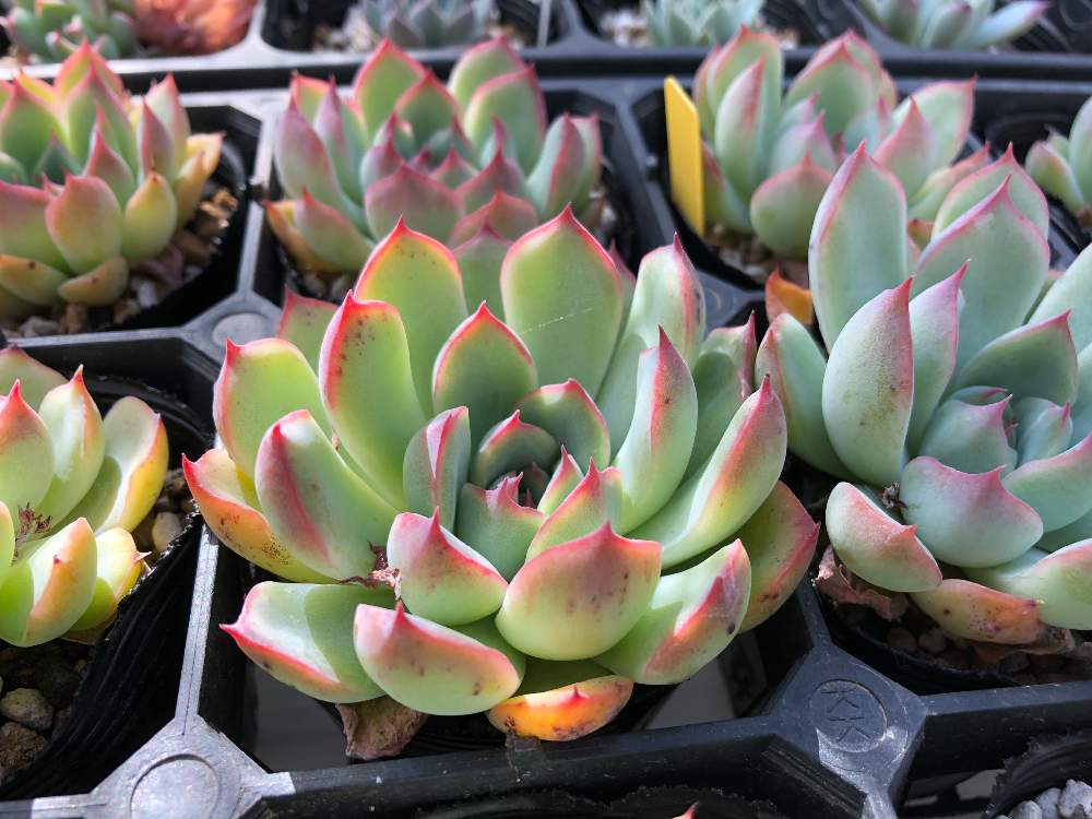 クスピダータ 花うららの投稿画像 By こたはなさん クスピダータ 花うらら こたと多肉植物とお触り禁止と私の多肉植物とビニールハウスと多肉 女子と実生苗と花のある暮らしとオリジナル交配種と多肉植物 エケベリアとオリジナル交配種 こた 19月6月1日 Greensnap